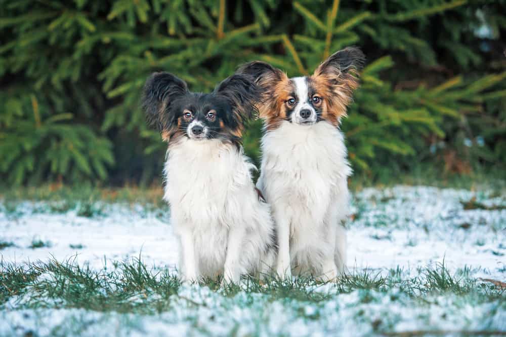 Papillon dogs