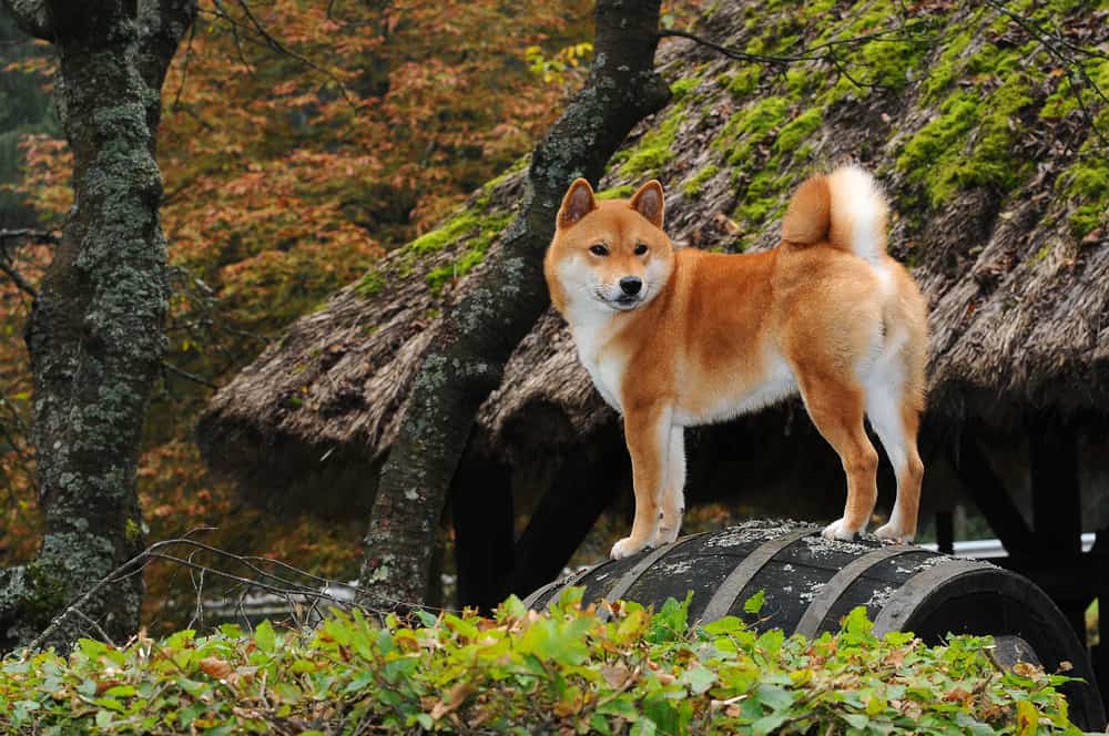 valgfri Appel til at være attraktiv affældige Australian Shepherd Shiba Inu Mix: The Aussie Shiba!