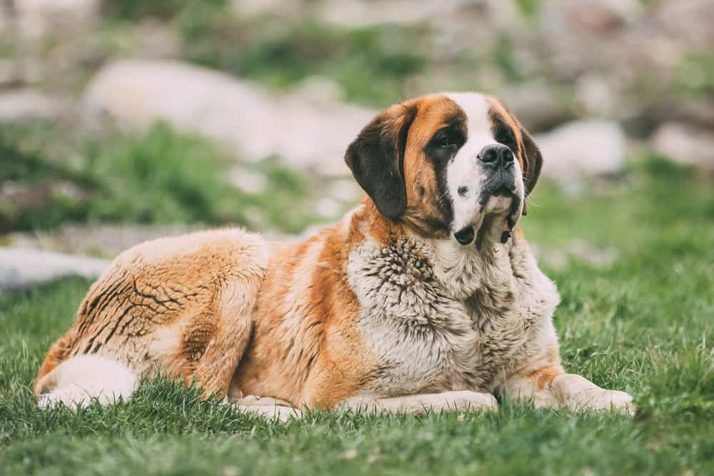 St Bernard