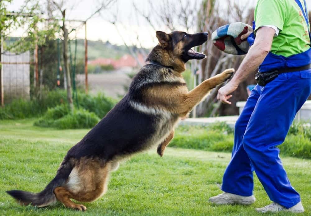 Why-are-German-Shepherds-Good-Police-Dogs