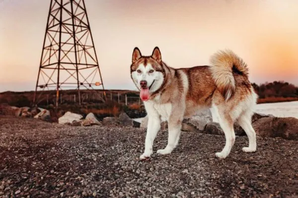 adult siberian husky moving with the tongue out by the river with an energy tower in the background