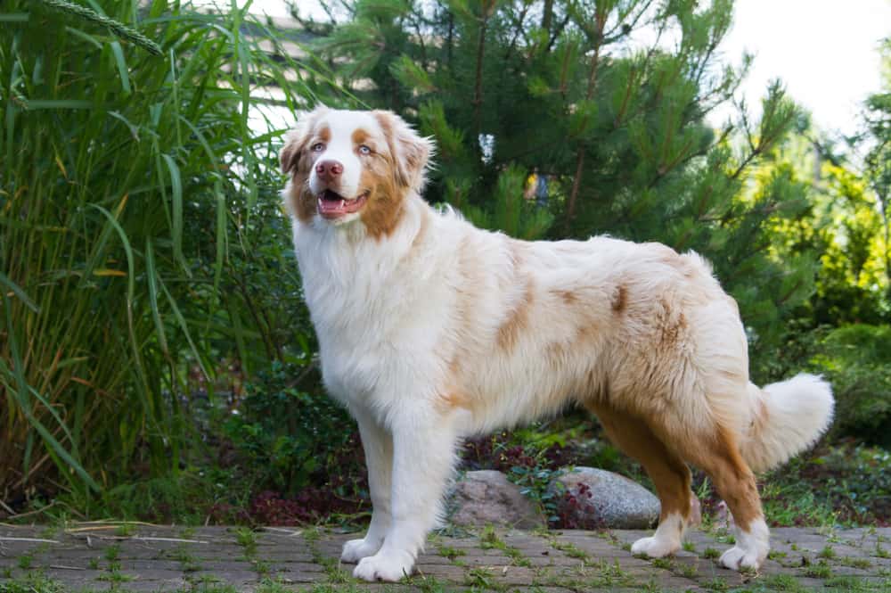 australian shepherd