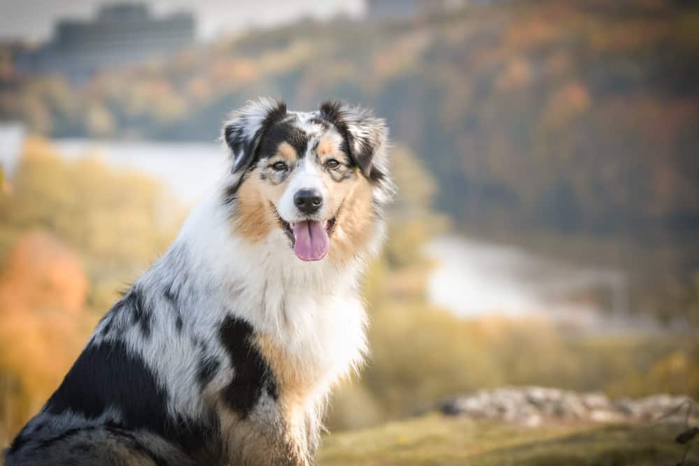 Australian shepherd