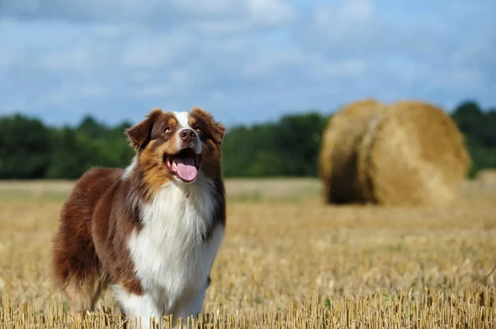 australian shepherd