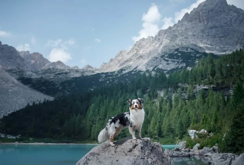 australian shepherd on the lake