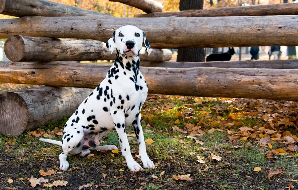 Dalmatian