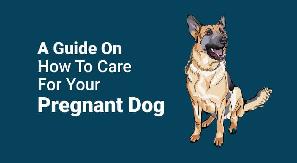 A Guide On How To Care For Your Pregnant Dog