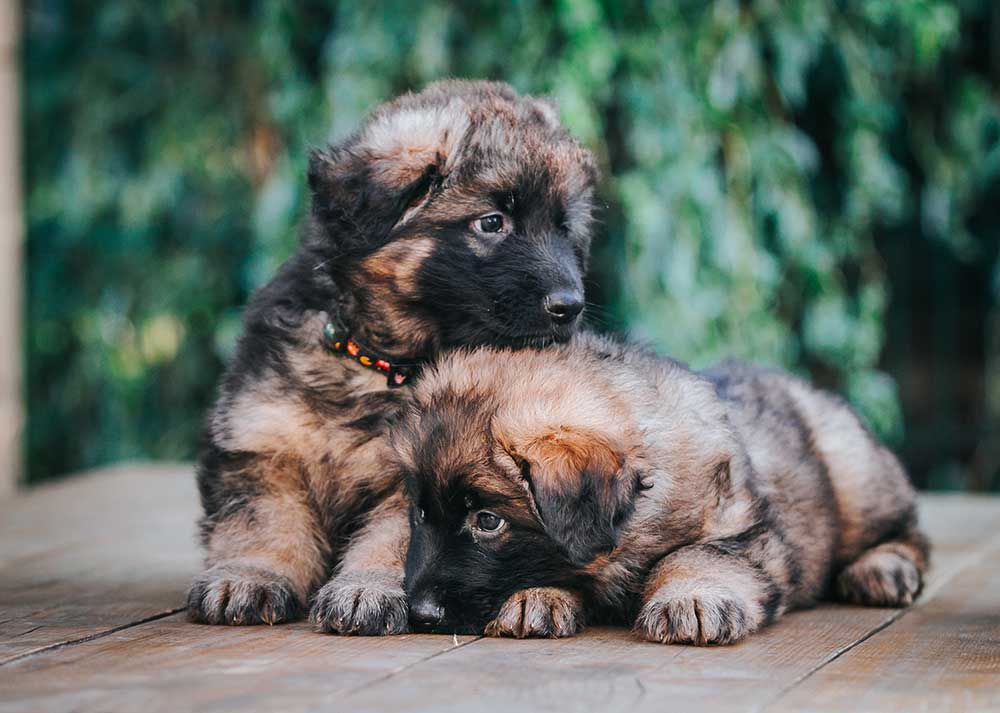 are-german-shepherd-puppies-born-black