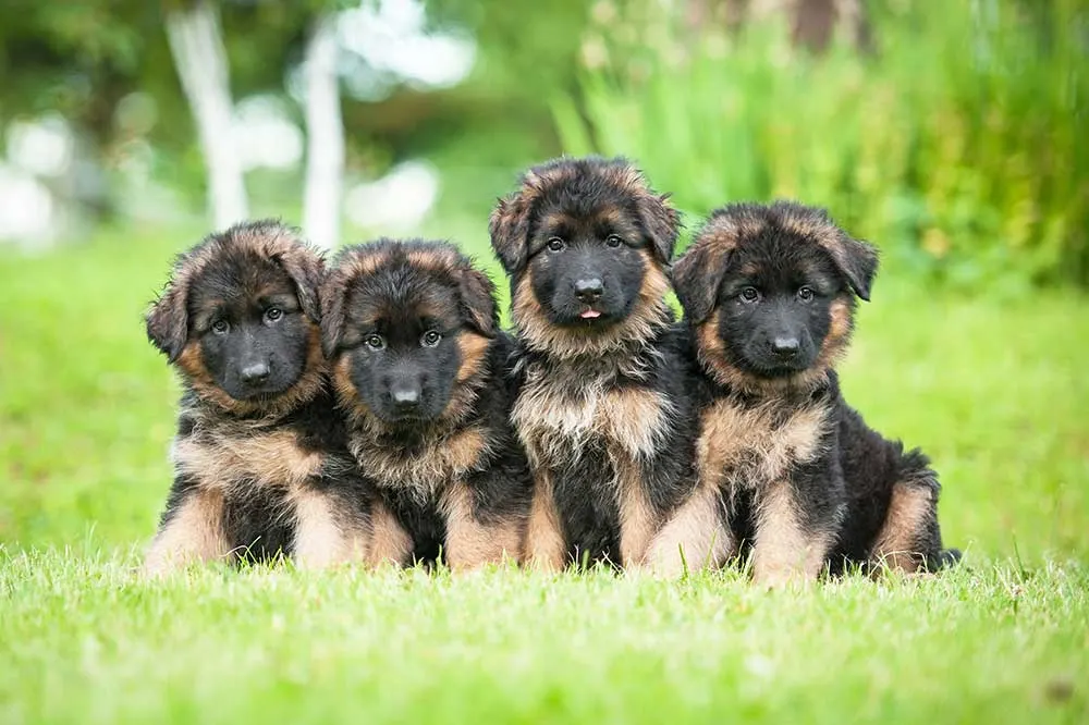 Are-German-Shepherd-Puppies-Born-Black