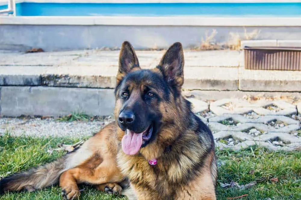 Are-German-Shepherds-Good-Guard-Dogs 