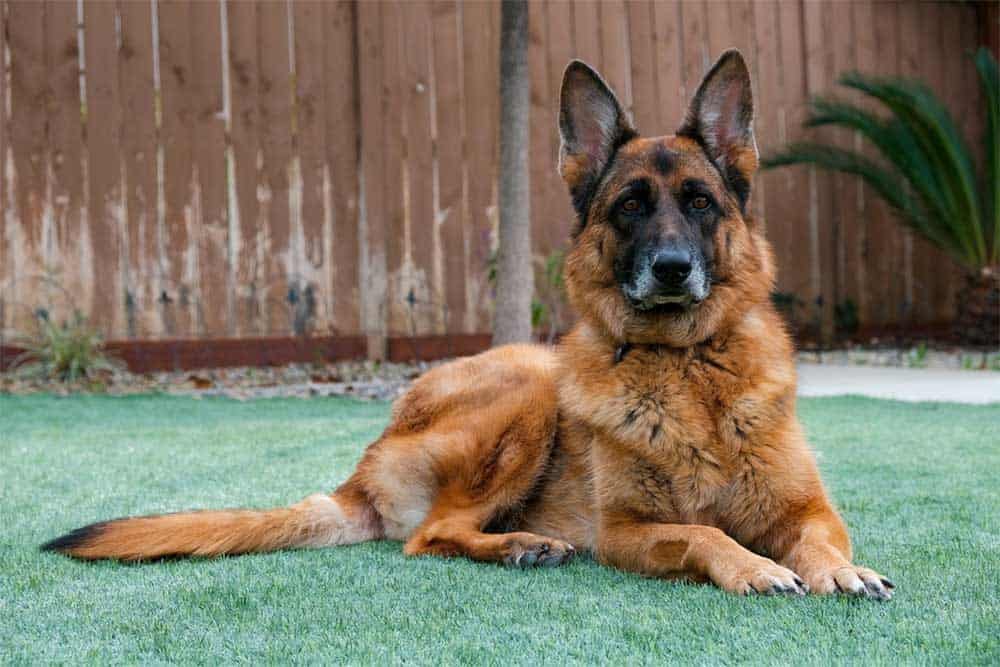 are german shepherds the best service dogs