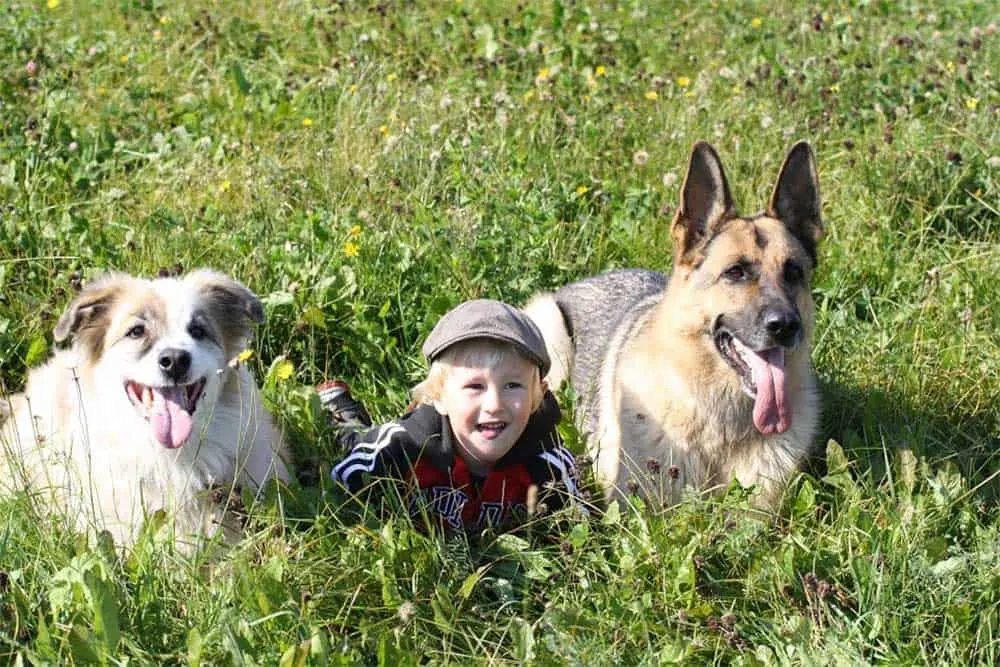Are-German-Shepherds-Good-With- Kids