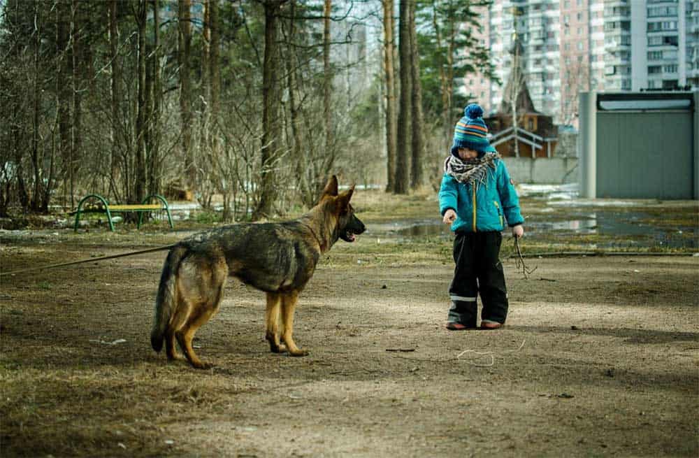 Are-German-Shepherds-Good-With- Kids