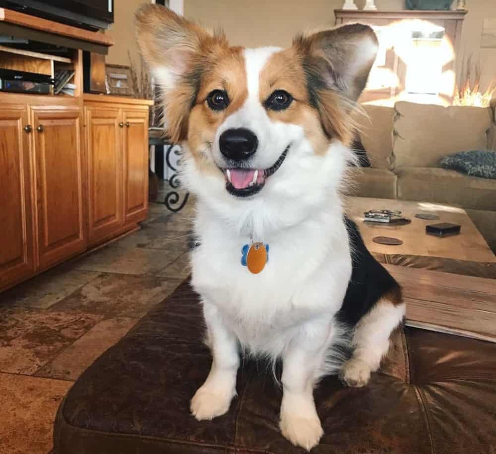 Australian Shepherd Corgi Mix