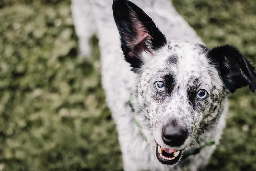 Australian-Shepherd-Beagle-Mix