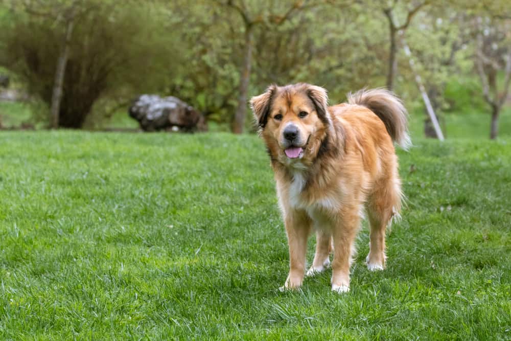 Australian-Retriever-The-Australian- Shepherd-Golden-Retriever-Mix