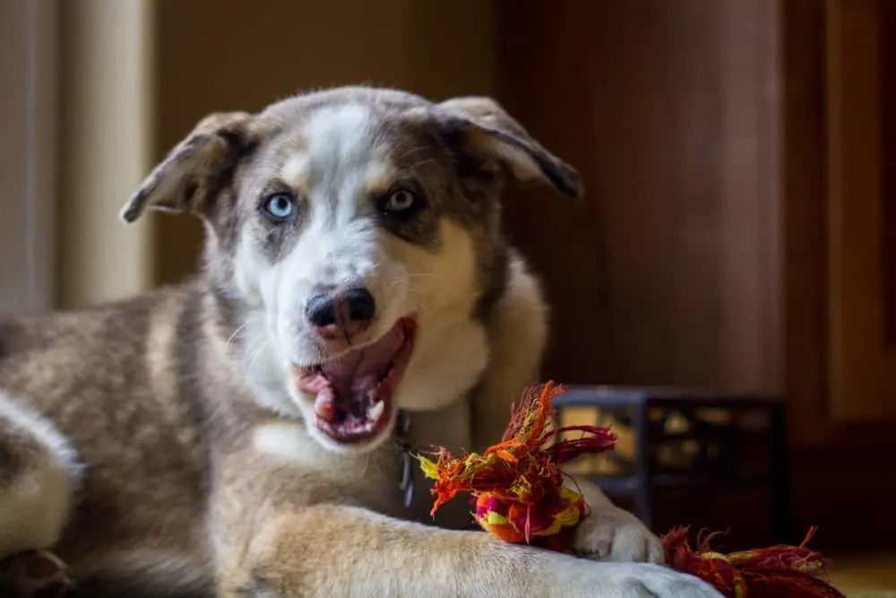 Aussie Husky 