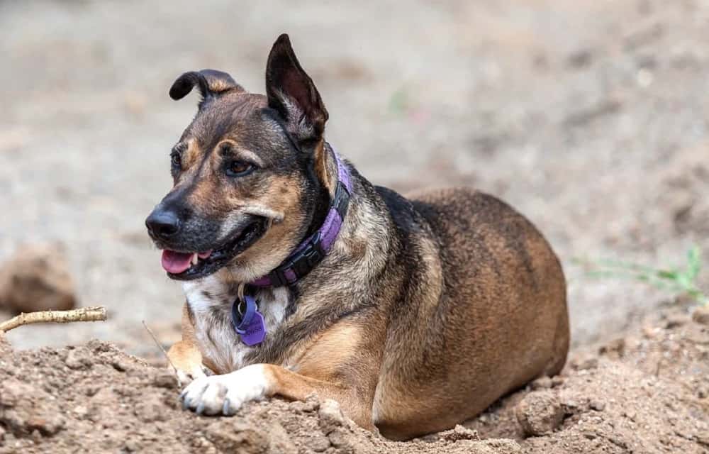 Australian-Kelpie-German-Shepherd-Mix