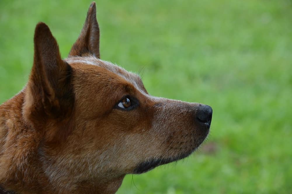 can a australian kelpie live in australia