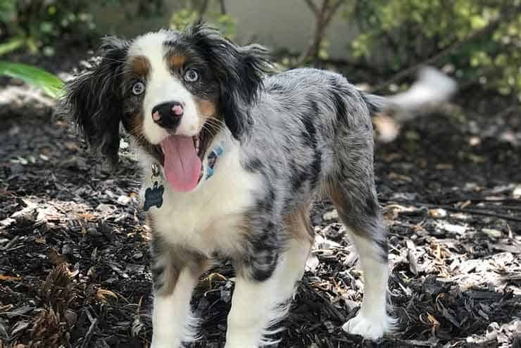 Australian-Shepherd-Cocker-Spaniel-Mix