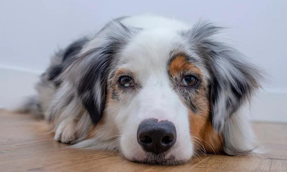 Australian-Shepherd-Cocker-Spaniel-Mix