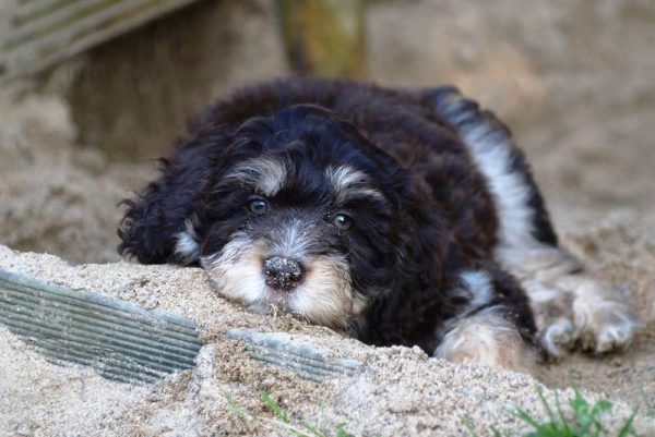 Australian-Shepherd-Poodle-Mix