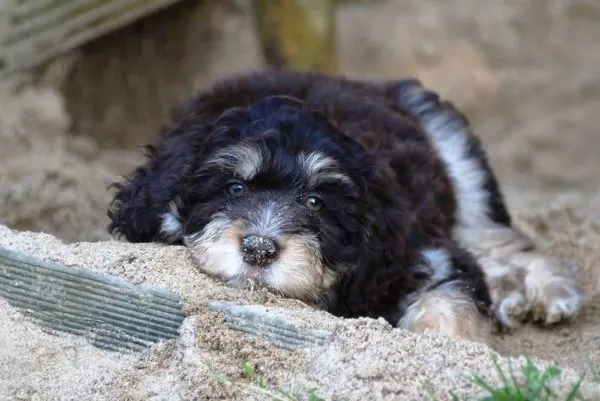 Australian-Shepherd-Poodle-Mix