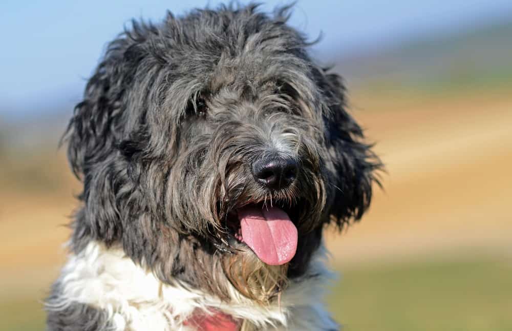 Australian Shepherd Poodle Mix