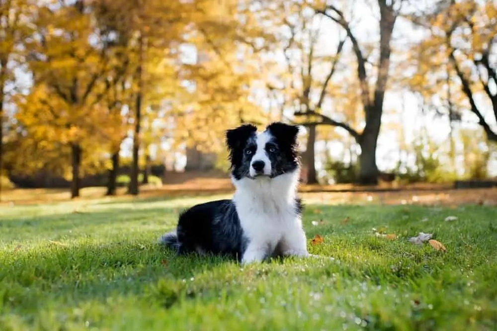 Australian-Shepherd-Terrier-Mix