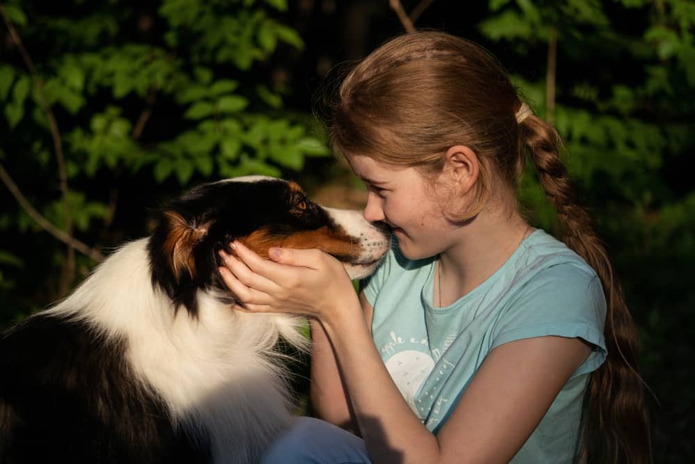 Australian shepherd