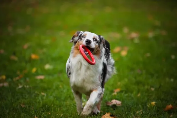 Australian-shepherd