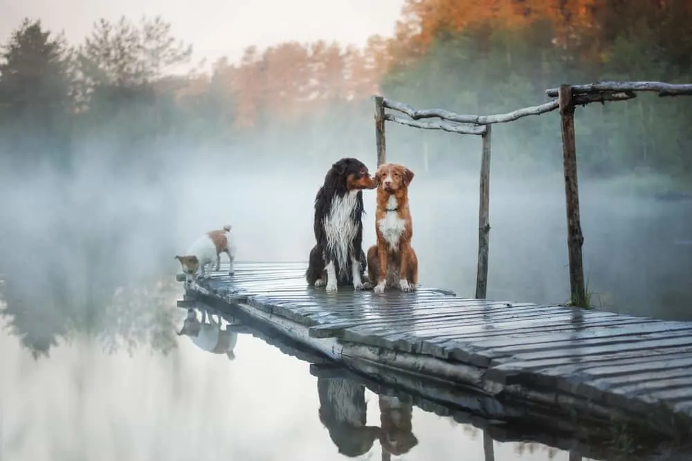 Australian shepherds