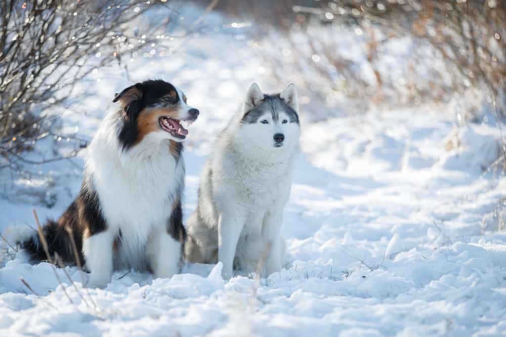 Australian Shepherd Husky Mix