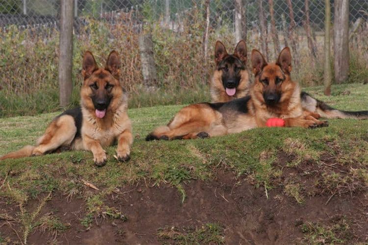 Can A German Shepherd Kill A Human? Rogue German Shepherds