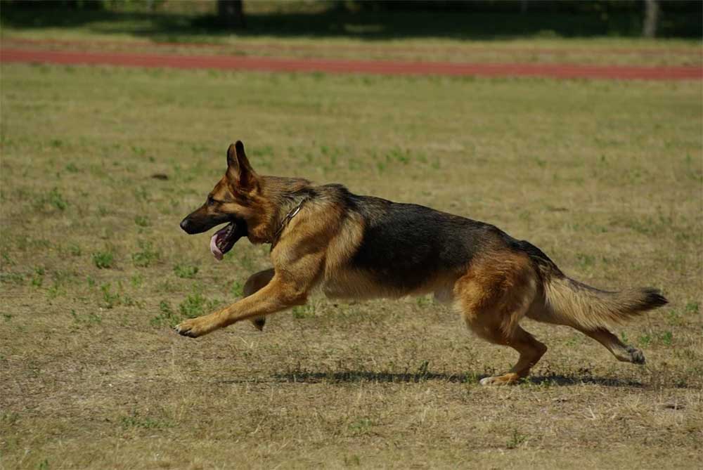 Can-a-German-Shepherd-Beat-a-Wolf