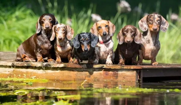 Dachshund dogs