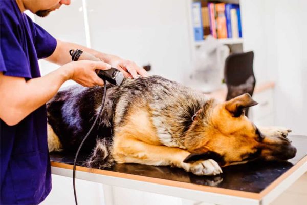 Can-you-shave-a-german-shepherd-Problems-Of-Shaving-A-German-Shepherd