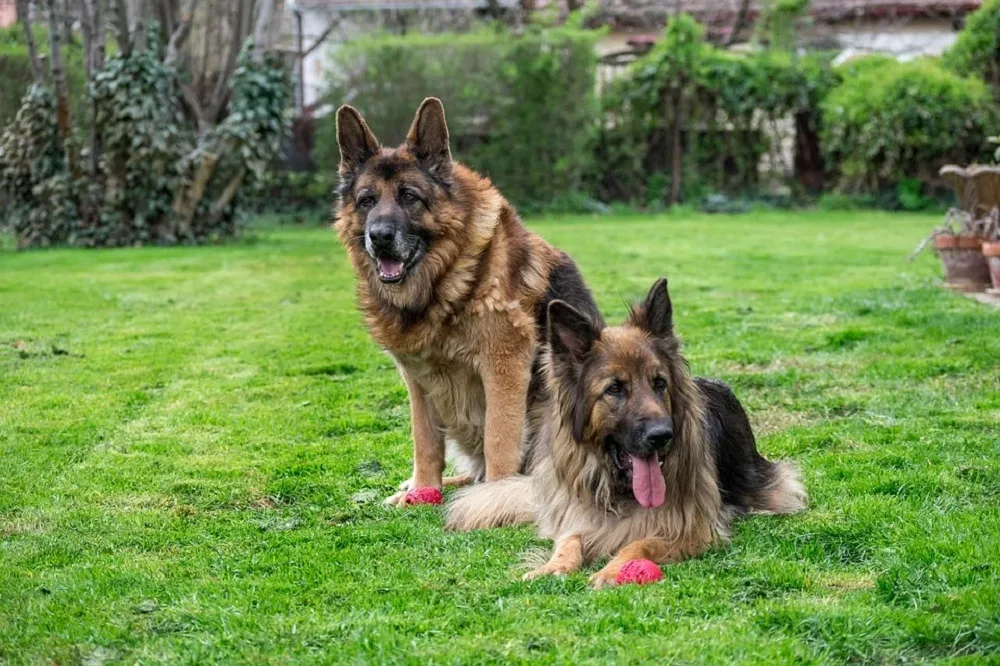 German-Shepherd-in-heat