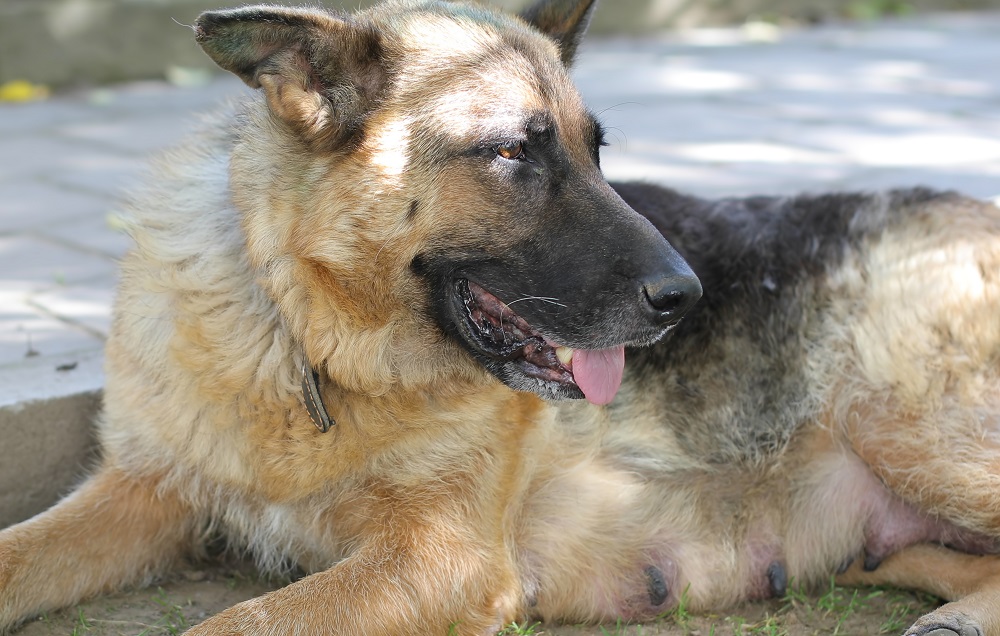 German-Shepherd-in-heat