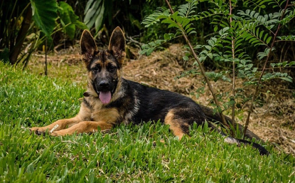 German-Shepherd-or-Goldendoodle: 