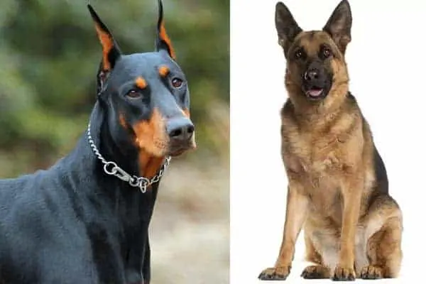 German-Shepherd-vs-Doberman