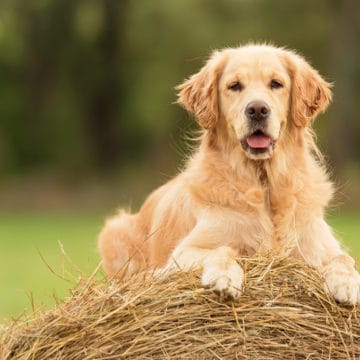 Golden Retriever