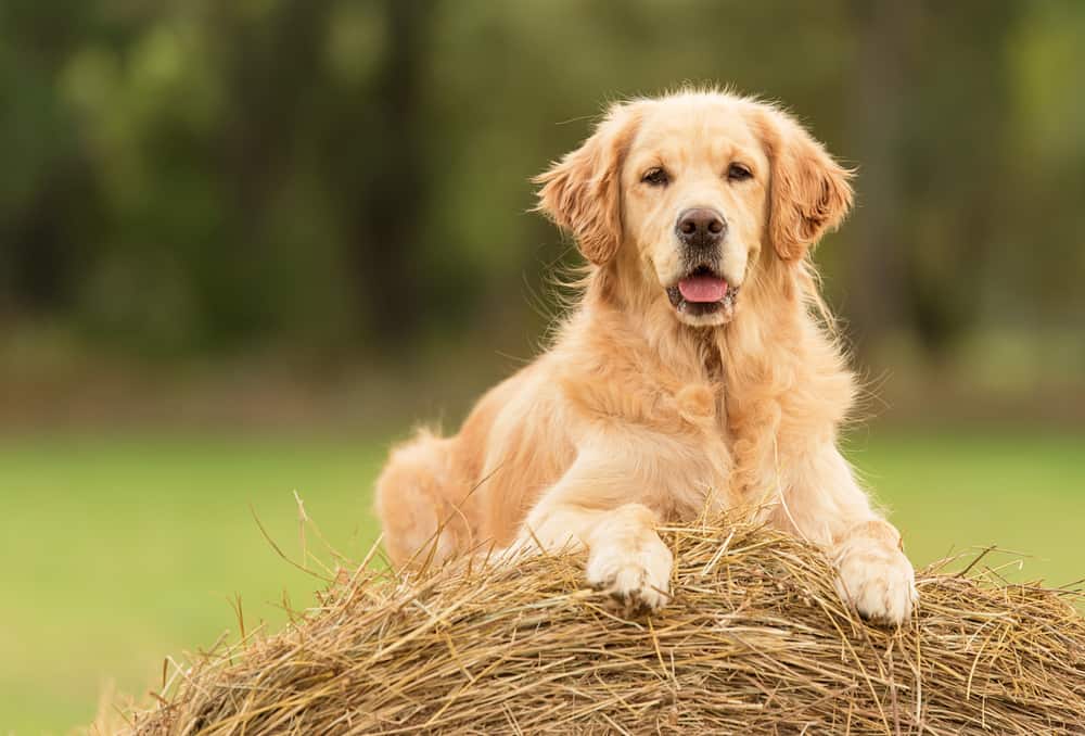 Golden Retriever - Australian Shepherd Golden Retriever Mix