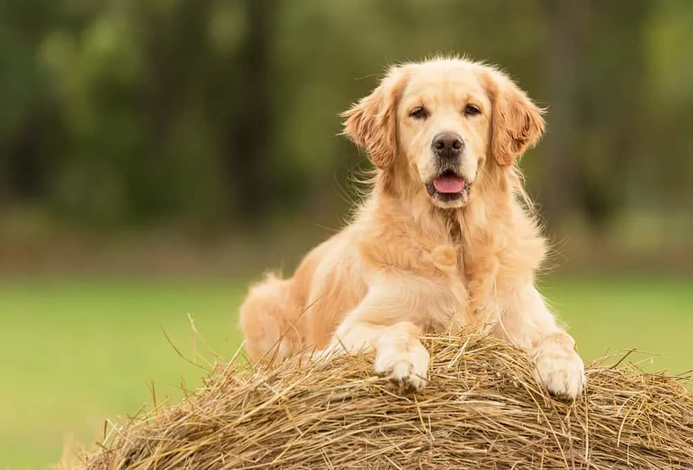 Golden Retriever - Australian Shepherd Golden Retriever Mix