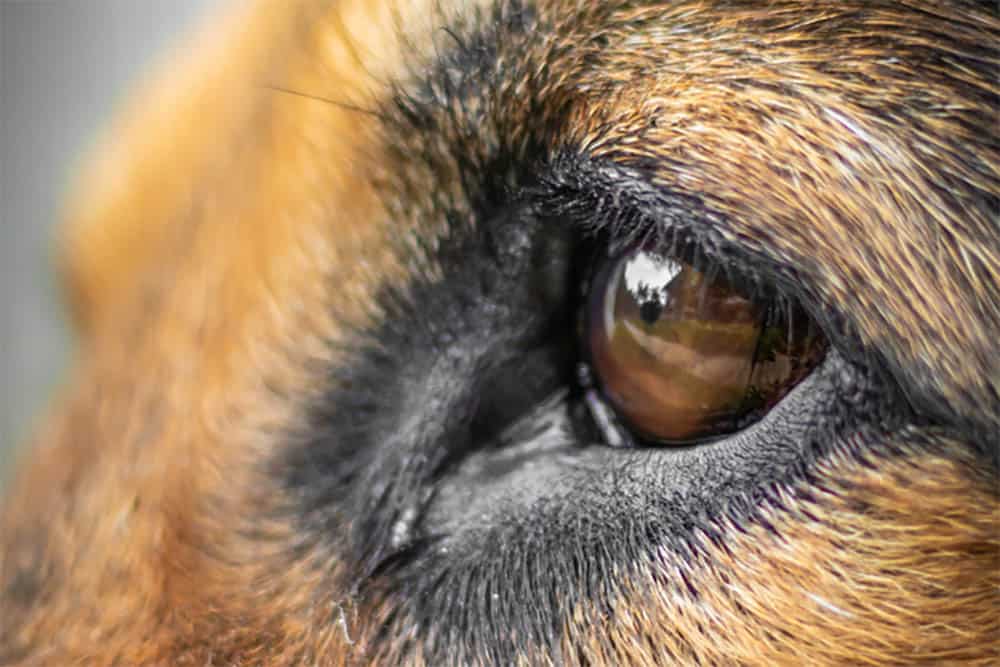 The-Ultimate-Guide-to-German-Shepherds-Eye-Boogers