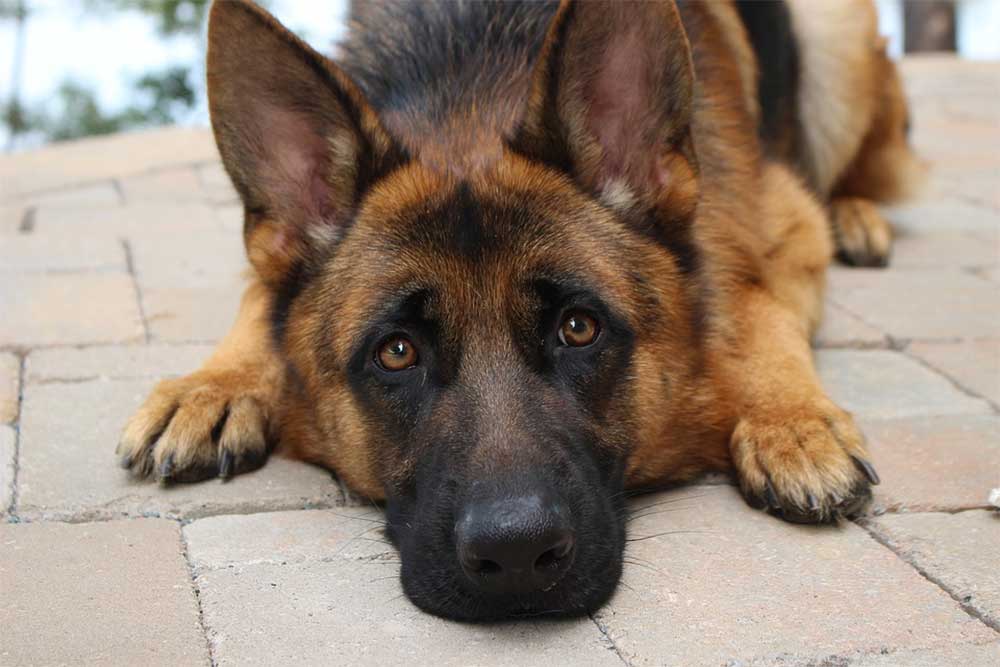 german-shepherd-laying-on-ground-looking-sad