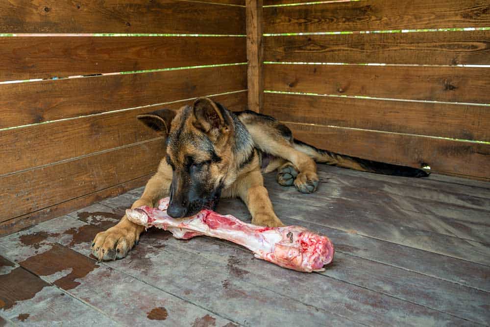 Can i feed my german shepherd raw meat on sale