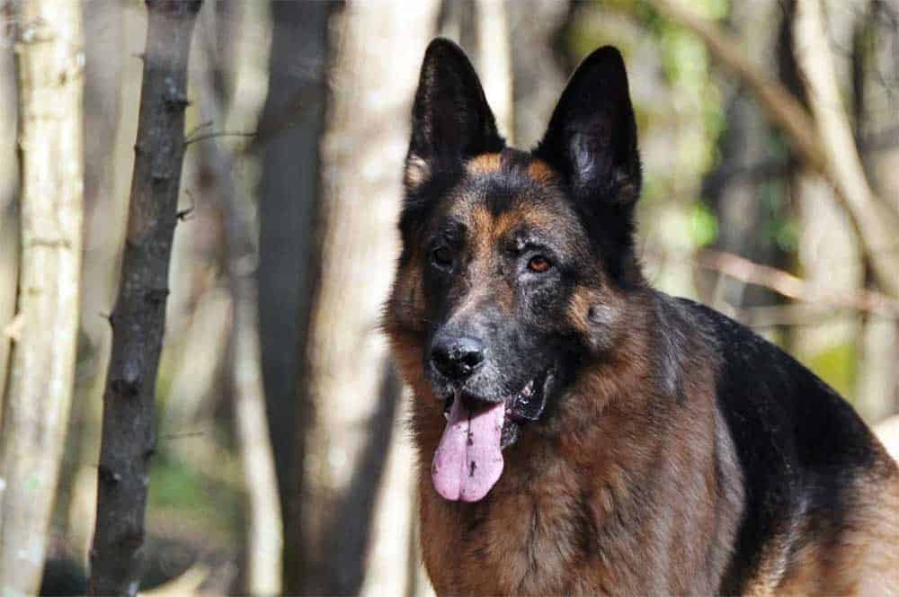 German-Shepherd-dog-in-the-forest