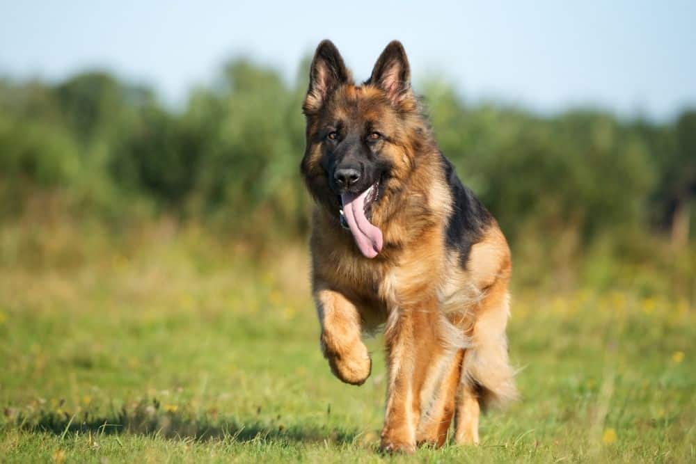 German-Shepherd-vs-Great-Pyrenees