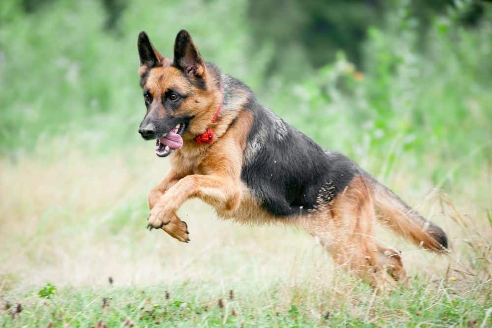 Keeping-Your-German-Shepherd-Healthy-9-Exercise-Routines